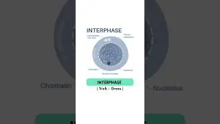 Interphase || #neet2026 #neet #biology #strategy #interphase #cell #division