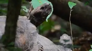 Mating Turtles: Rainforest Animal Surprised Me in An Unexpected Way | Brown Tortoise