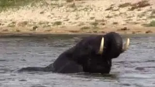Elephant bathing in the Okavango Panhandle, seen from the Delta Belle Houseboat