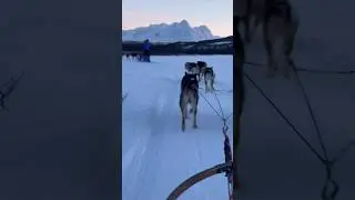 Magical Moment #shorts #norway #dogsled #mountains #nature #adventure #snow #sunrise #norwayshorts