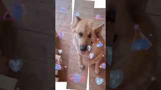 The dog watches the fastening of the imitation bar (Собака наблюдает за креплением имитации бруса)