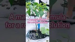 best formula for a rooting solution #garden #plants #shots