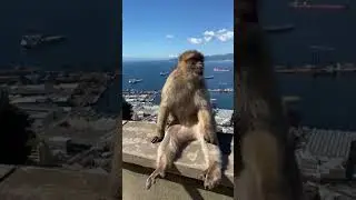 Gibraltar Barbary Macaque #monkey #animals #tiktok #youtube #life #information #documentary #youtube