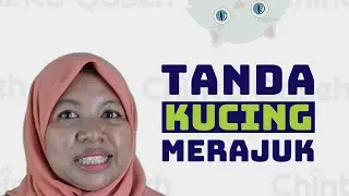 5 Tanda Kucing Merajuk