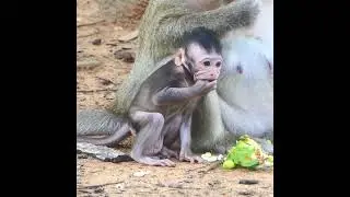 Baby Monkey Tia forget weaning time but Queen Tara never forget this plan