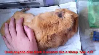 Guinea Pig Rumbling