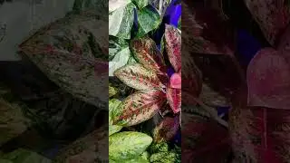 #aglaonema #aglonemalokal #garden #flowers #houseplants #koleksi 