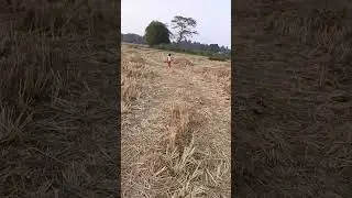 kania kumari #shortvideo #nature #musicsong #trending