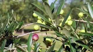 Colheita de oliveiras no Rio Grande do Sul