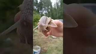 Okazały winniczek złapany na działce. za wolny żeby uciec