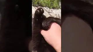 all I want for Christmas is..chin rubs #christmas #xmas #cute #dog  #adorable #lol #猫 #viral #बिल्ली