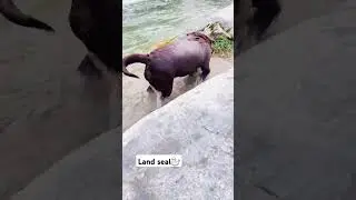 Tairaak🦭#cute #dog #dogvideos #youtube #explore #lakes #swimming #heat #escape #chocolate #labrador