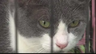 Organizations hold mega pet adoption event