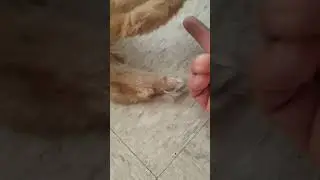 paw fetish lol