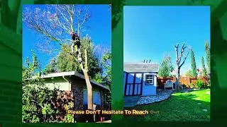 How much does it cost to remove a tree in Sacramento, California?