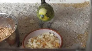 Wellensittichfutter selber machen🐦 Ei- und Energiefutter f&uuml;r Wellensittiche 🐦