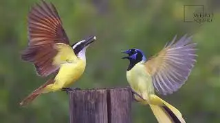 Interesting facts about great kiskadee by weird square