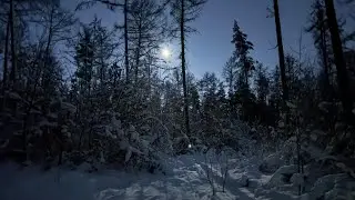 🥶Kalte Nacht im Wald bei -7°Celsius