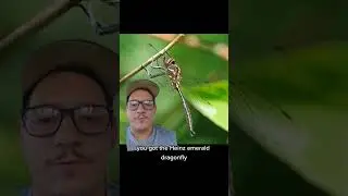 Michigan doesn't have any endemic species
