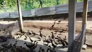 P.D Duck Farm 1800 Ekor Itik Penelur | Azwanfarm