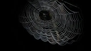 How Much Weight Can a Spider Web REALLY
