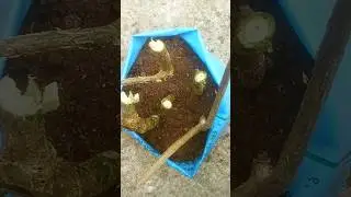 propagating Jasmine plant from cutting 💯!! #shorts #jasmine