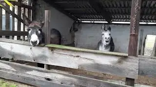 Das fröhliche Esel-Duo.