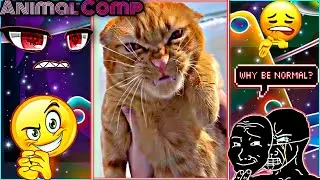 Funniest Animals Ever 🐕 - Awesome Funny Animal Videos #178 - Animal Comp 😇