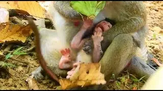 Congratulation Jane just give birth,newborn baby Janet angry mom request milk,Welcome Janet to Amber