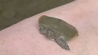 Smooth Soft Shelled Turtle facts!