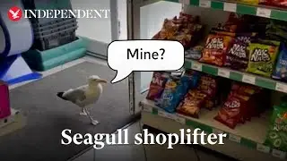 Shoplifting seagull pinches packet of crisps from store