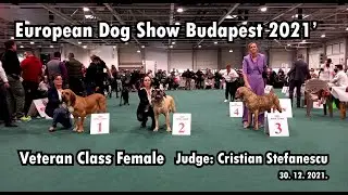 European Dog Show Budapest 2021' Fila brasileiro Veteran Class Female