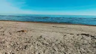 Morning Walk ASMR 🌿 Soft Footsteps & Nature Sounds