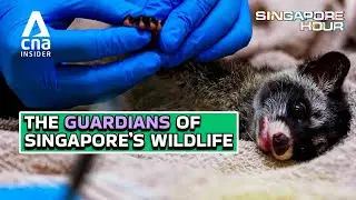 Inside Singapore's 'Hospital' For Wild Animals | Singapore Hour