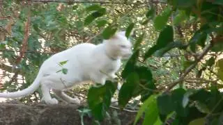 Cat's Navigation