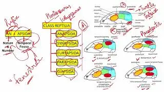 Master Taxonomy MCQ in Just 20 minute🔥TGT PGT LT GIC BIOLOGY | most repeated previous yearMCQ Part 4