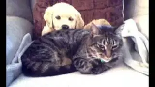 Tabitha Twitchit