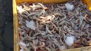 Morning Fish Landing at Jakhau, Gujarat / Fresh Catch from the Arabian Sea