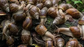 The SLOWEST Animal With 20,000 TEETH! (Snail Facts That Will BLOW Your Mind)