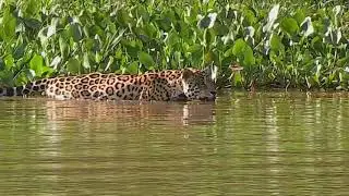 jaguar vs crocodile 🐊 power of jaguar 🔥🔥🔥🔥 fight scene