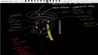 Bio 264: Brain Anatomy Part 2 - Internal structures