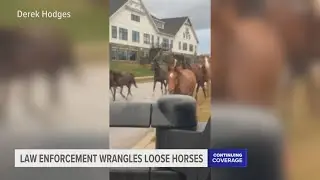 Michigan law enforcement wrangles 15 loose horses