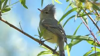 Southern Beardless Tyrannulet (Camptostoma obsoletum) in the Campo Santo, Yungay, Peru