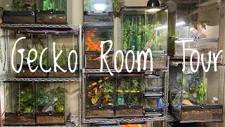 Gecko Room Tour - September 2020
