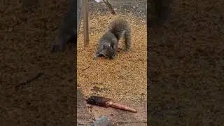 The Bird Seed Bandit
