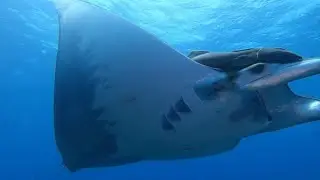 Manta (Mobula) curioseando a los buceadores
