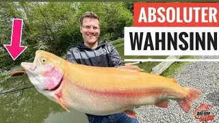 ENDSTUFE GOLDFORELLE f&uuml;r GREGOR auf diese EXTREM G&Uuml;NSTIGEN K&Ouml;DER