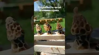 Рождение пчелинной королевы #bee #honey #кубань #лето #beepollen #beeproducts #продуктыпчеловодства