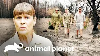 Robert brinda ayuda para alimentar koalas heridos | Los Irwin: Robert al rescate | Animal Planet