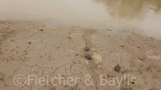 Southern River Terrapin juveniles released, Malaysia. 72658.uhd